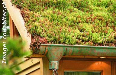 les toitures végétalisées